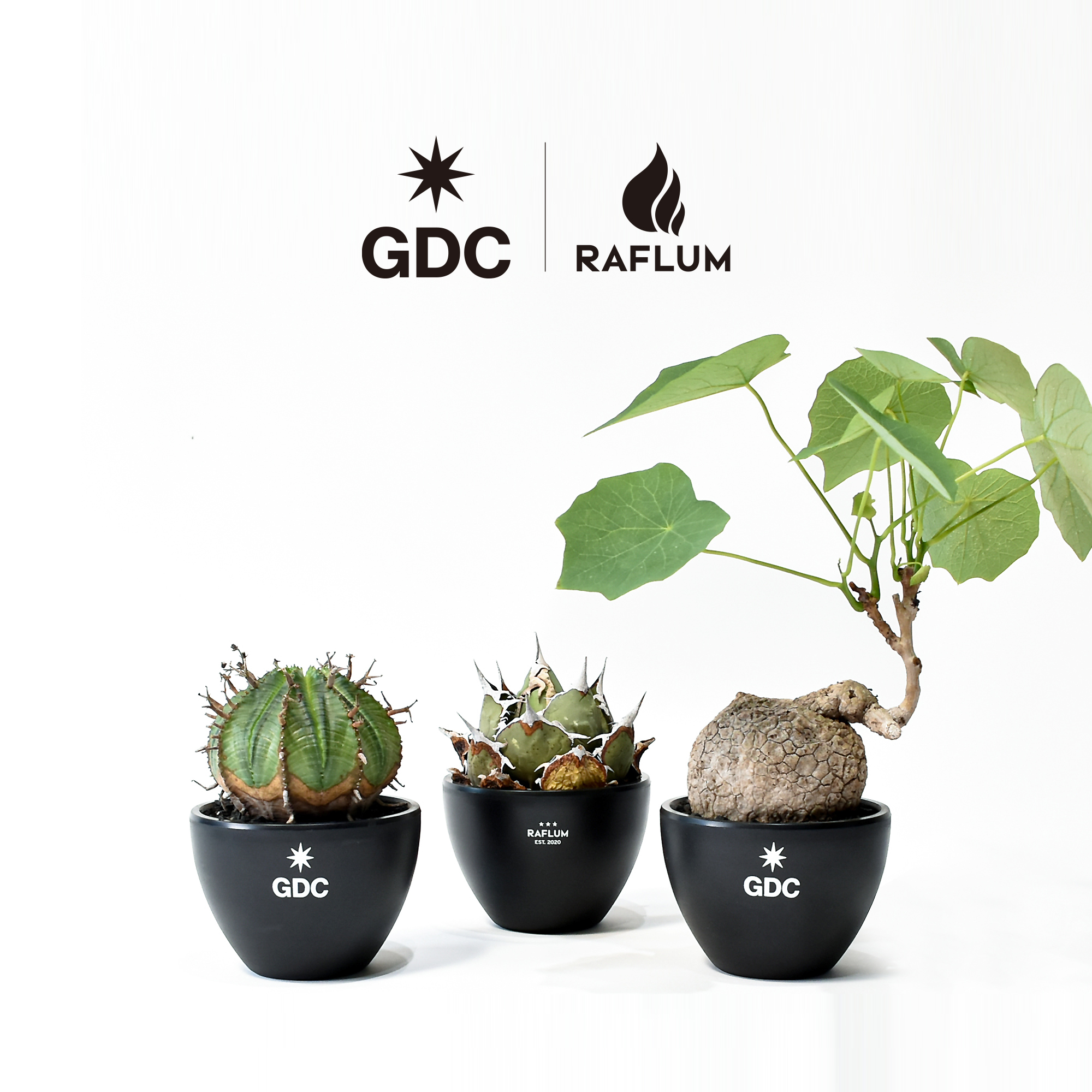 【RAFLUM】BOTH SIDES LOGO ECO POT MILO GDC × RAFLUM の限定エコポットが発売 | WTS MAGAZINE